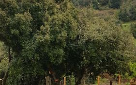 camping l'agrottu au cœur de la corse restaurant creperie